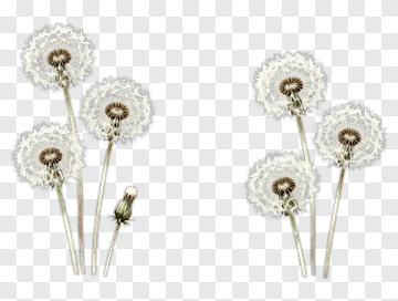 Dandelion Flower Arrangement PNG