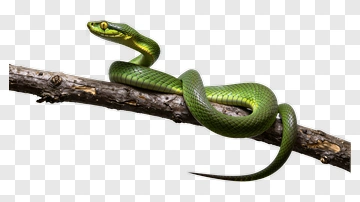 Green Snake On A Branch PNG