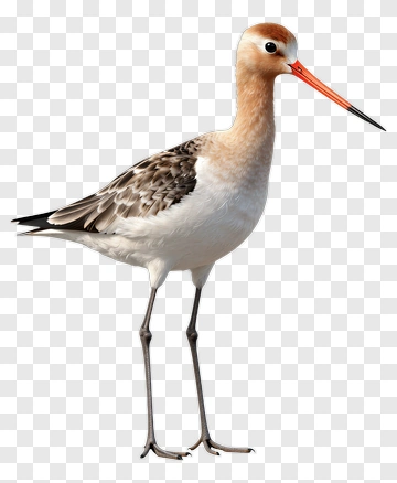 Black-Headed Stilt Bird PNG