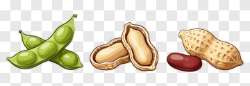 Peanut And Bean Composition PNG