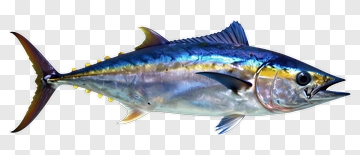 Realistic Bluefin Tuna Fish PNG
