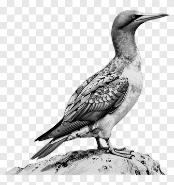 Illustration Of A Bird Standing On A Rock PNG