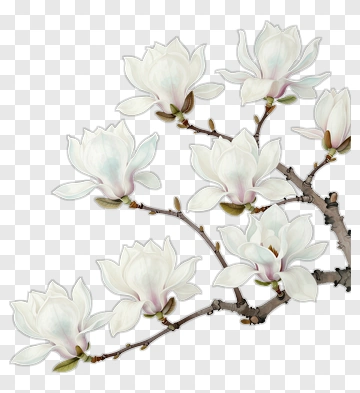 White Magnolia Flower Branch PNG