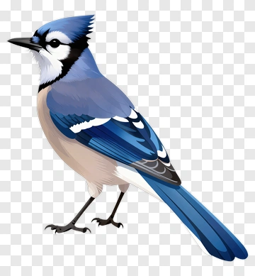 Blue Jay Bird Illustration PNG