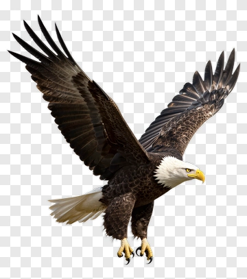 Bald Eagle In Flight PNG