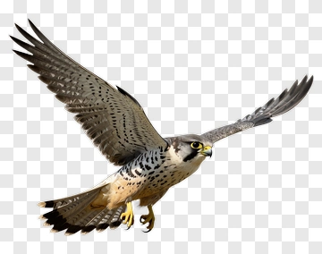 Falcon In Flight PNG