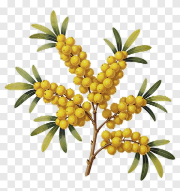 Yellow Flowering Branch With Green Leaves PNG