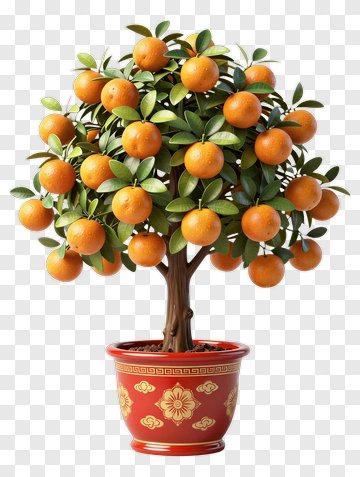 Potted Orange Tree With Ripe Oranges PNG