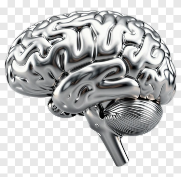 3D Silver Brain Model PNG
