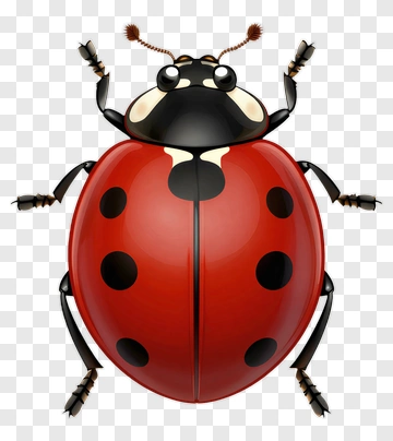 Cartoon Ladybug PNG