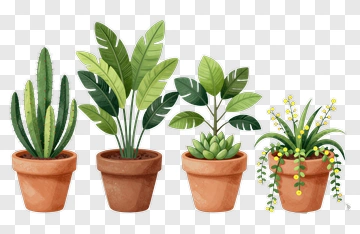 Collection Of Potted Plants PNG