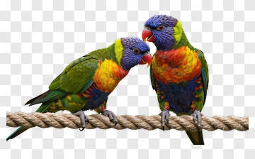 Colorful Lorikeets On A Rope PNG