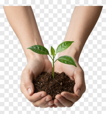 Hands Holding A Young Plant In Soil PNG