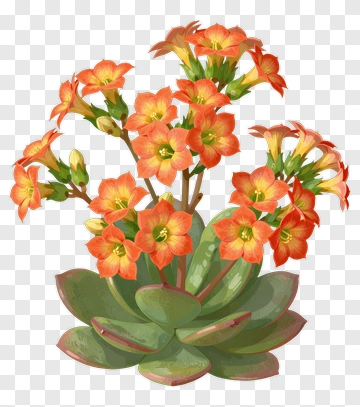 Colorful Kalanchoe Plant With Orange Flowers PNG