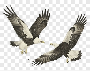 Eagles Flying Together PNG