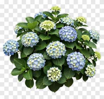 Hydrangea Plant With Blue And Green Flowers PNG