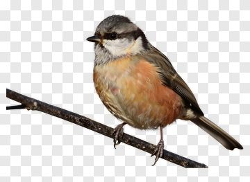 Bird Perched On A Branch PNG