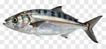 Fish PNG