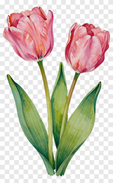 Pink Tulips With Green Leaves PNG