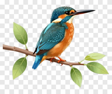 Colorful Kingfisher Sitting On A Branch PNG