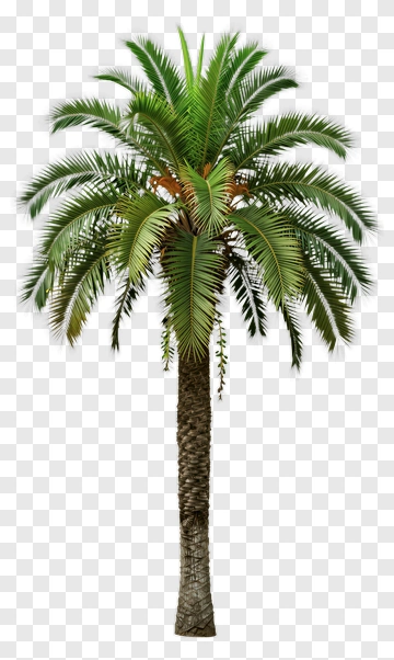 Green Palm Tree PNG