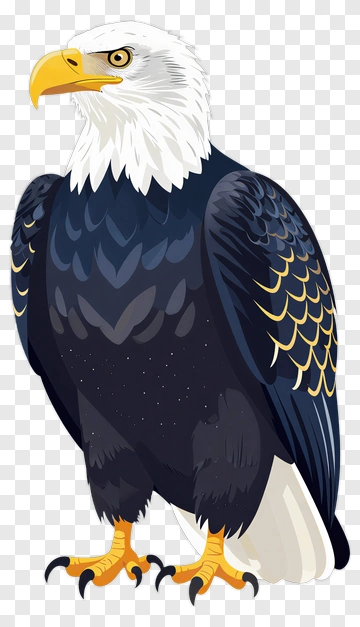 Illustration Of A Bald Eagle PNG