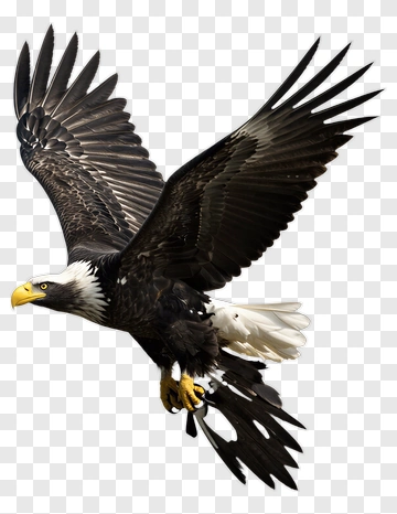Bald Eagle In Flight PNG