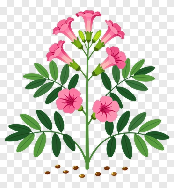 Colorful Flowering Plant With Pink Blooms PNG
