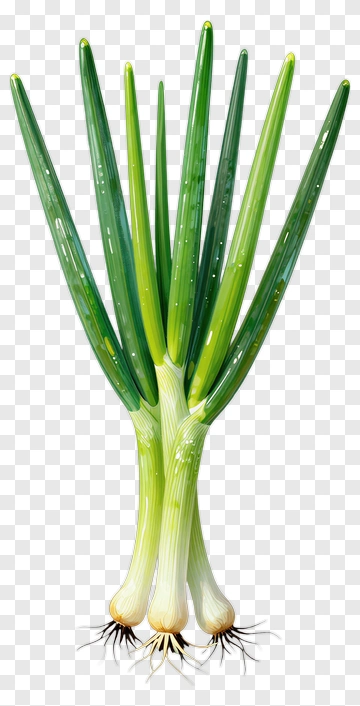 Fresh Green Onions PNG