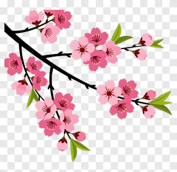 Cherry Blossom Branch PNG