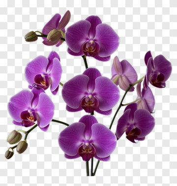Purple Orchid Flower Bouquet PNG