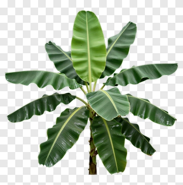 Banana Tree With Large Green Leaves PNG