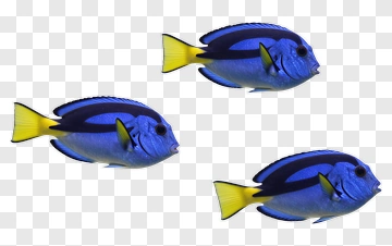 Blue Fish Swimming Together PNG