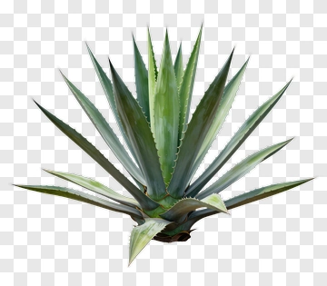 Agave Plant PNG