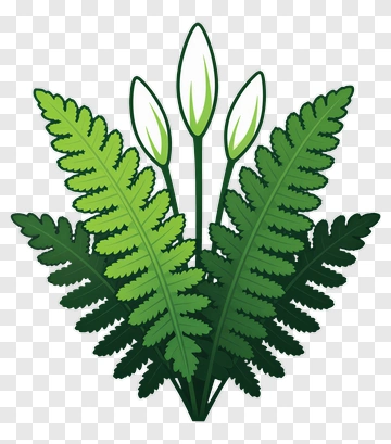 Green Fern Plant PNG