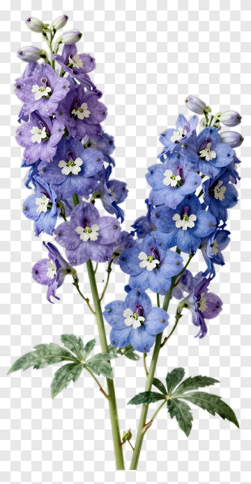 Delphinium Flower Bouquet PNG