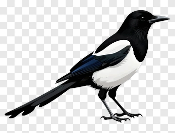 Illustration Of A Magpie Bird PNG