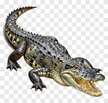 Realistic Alligator With Open Mouth PNG