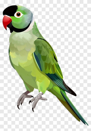 Colorful Parrot PNG