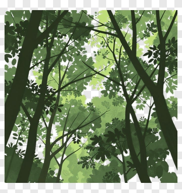Forest Canopy With Green Leaves PNG