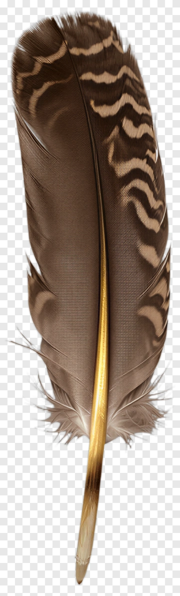 Brown Feather With Golden Quill PNG