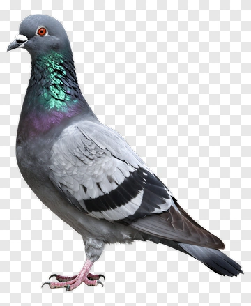 Pigeon Standing On One Leg PNG