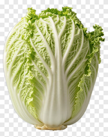Fresh Green Cabbage PNG
