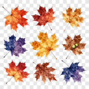 Colorful Autumn Leaves Arrangement PNG