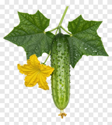 Fresh Cucumber With Leaves And Flower PNG