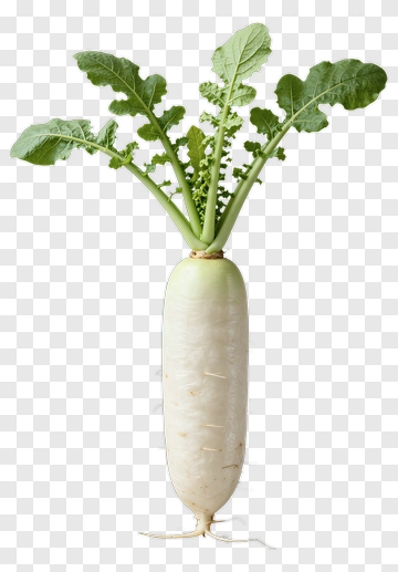 White Radish With Green Leaves PNG