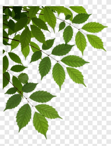 Green Leaves On Branch PNG