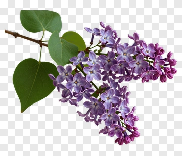 Lilac Flowering Branch PNG