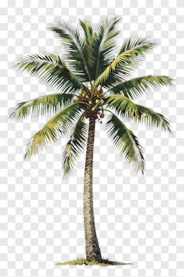 Coconut Palm Tree PNG