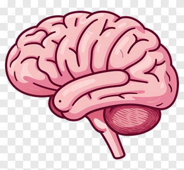 Cartoon Brain Illustration PNG